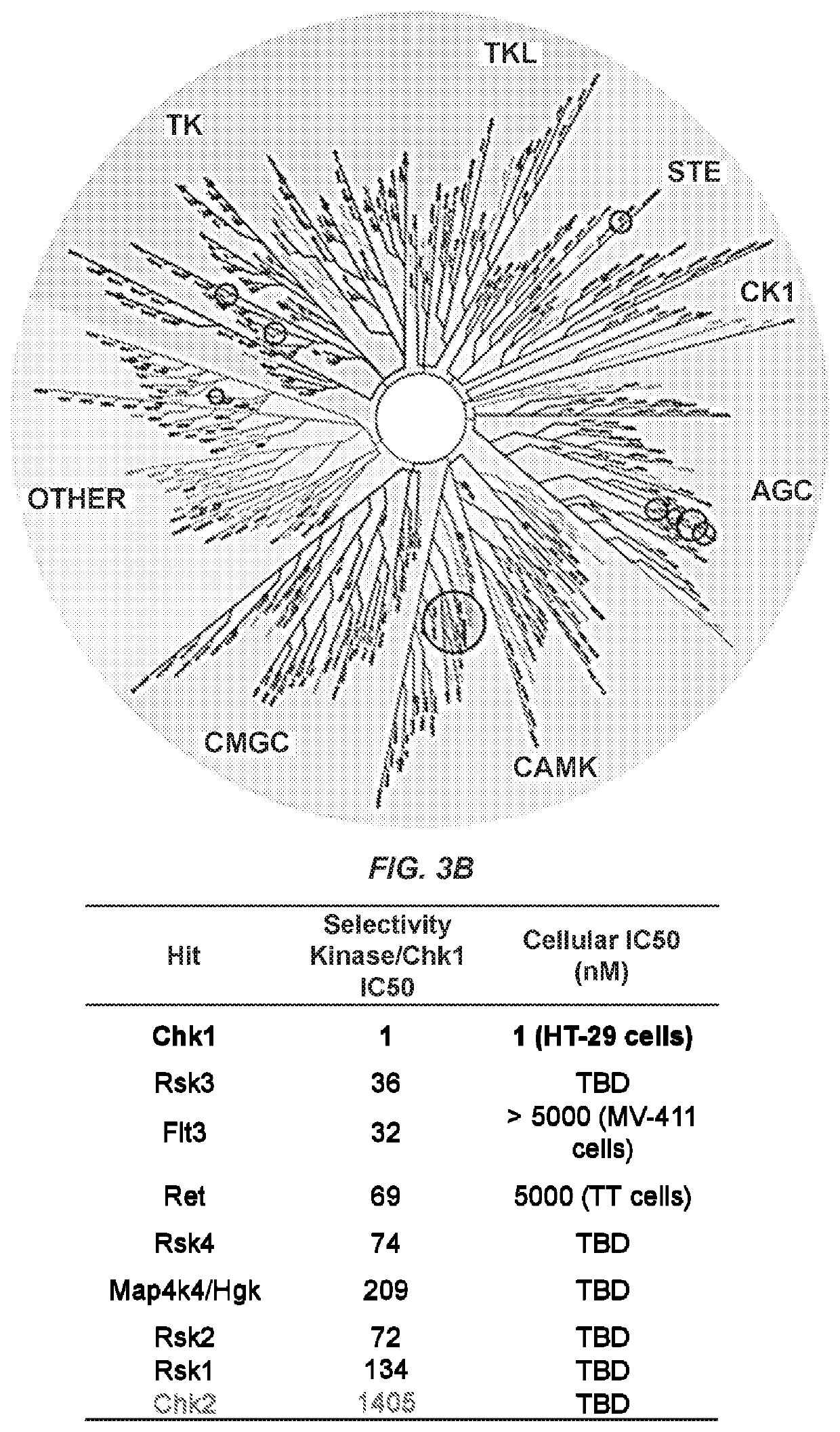 Combinations of chk1- and wee1- inhibitors