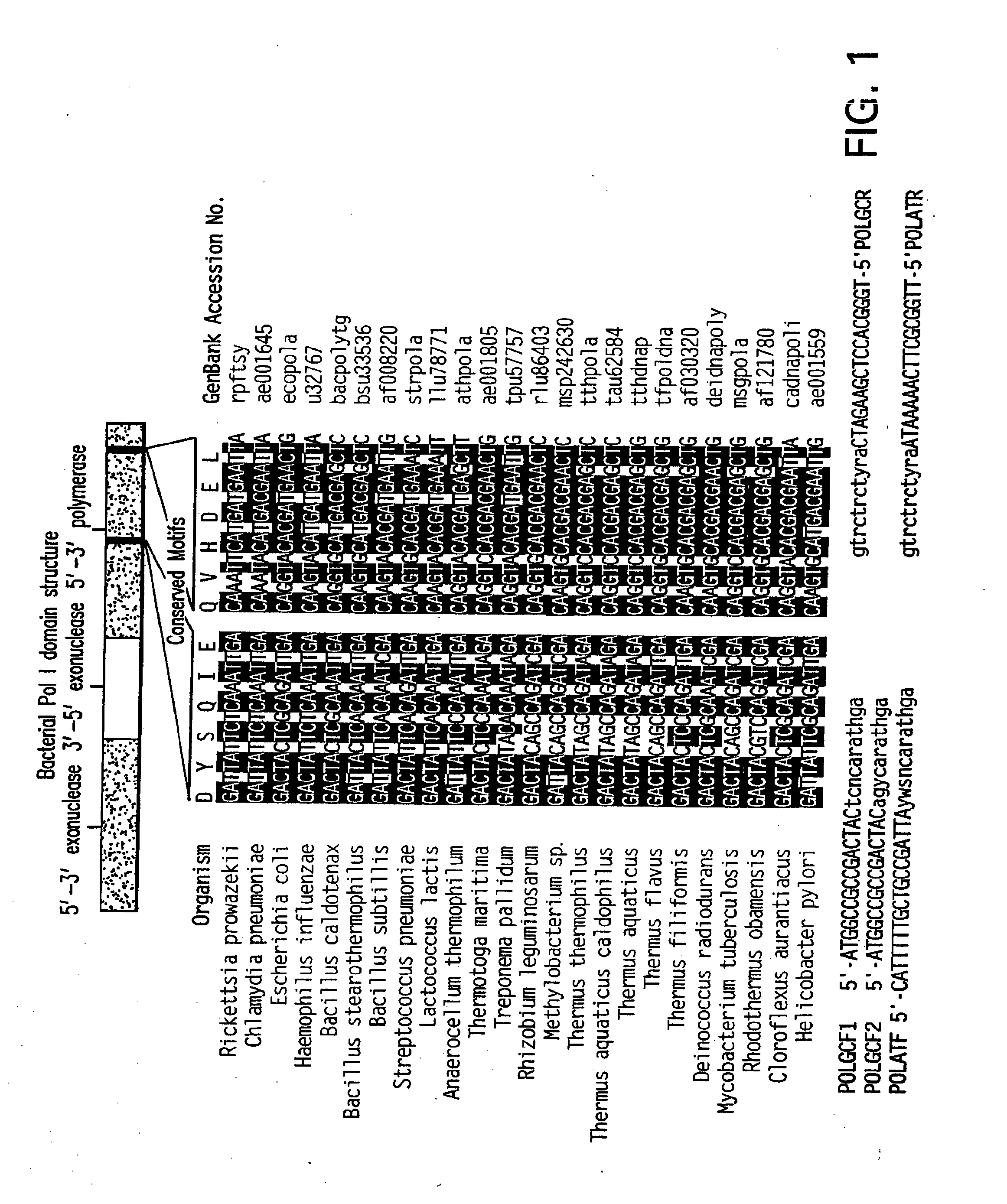 DNA polymerases and mutants thereof