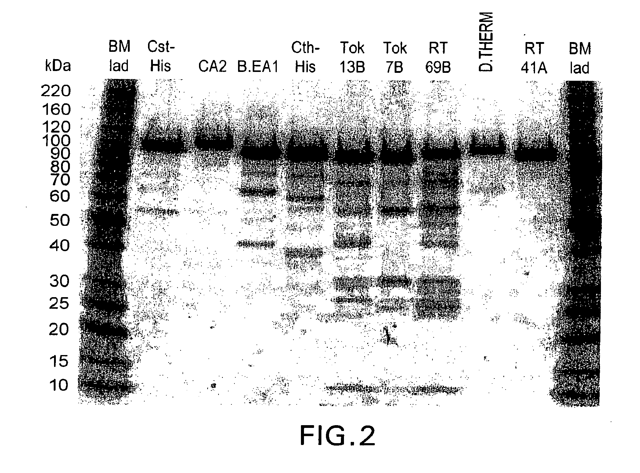 DNA polymerases and mutants thereof