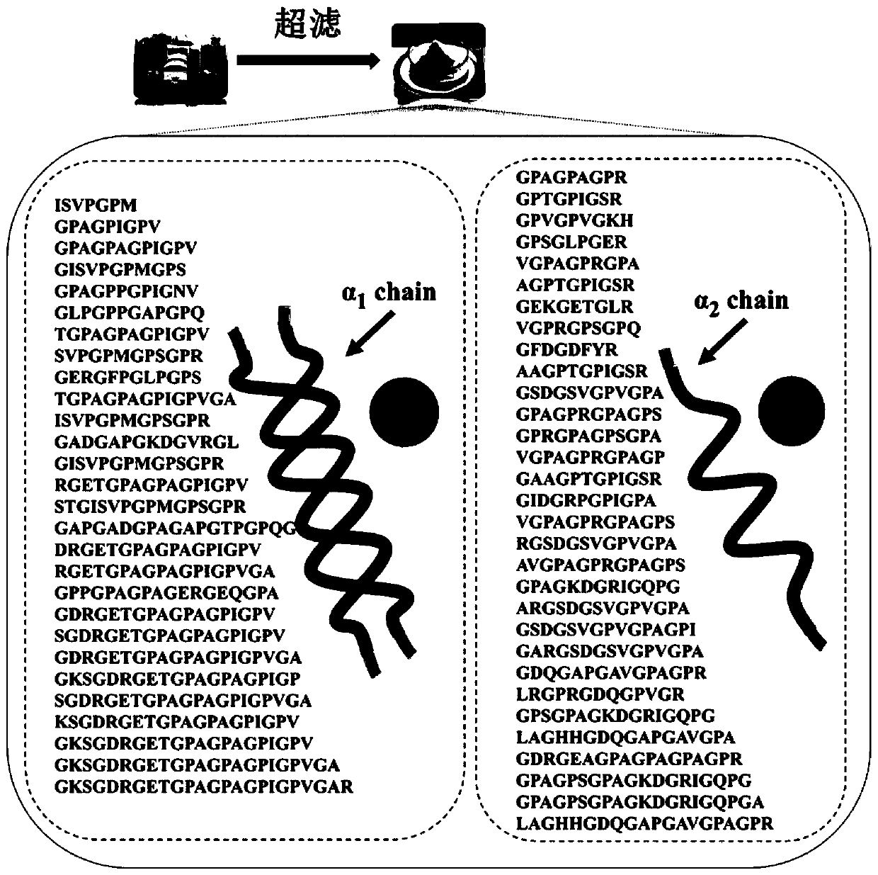 Method for evaluating structure activity of osteogenic growth active peptide