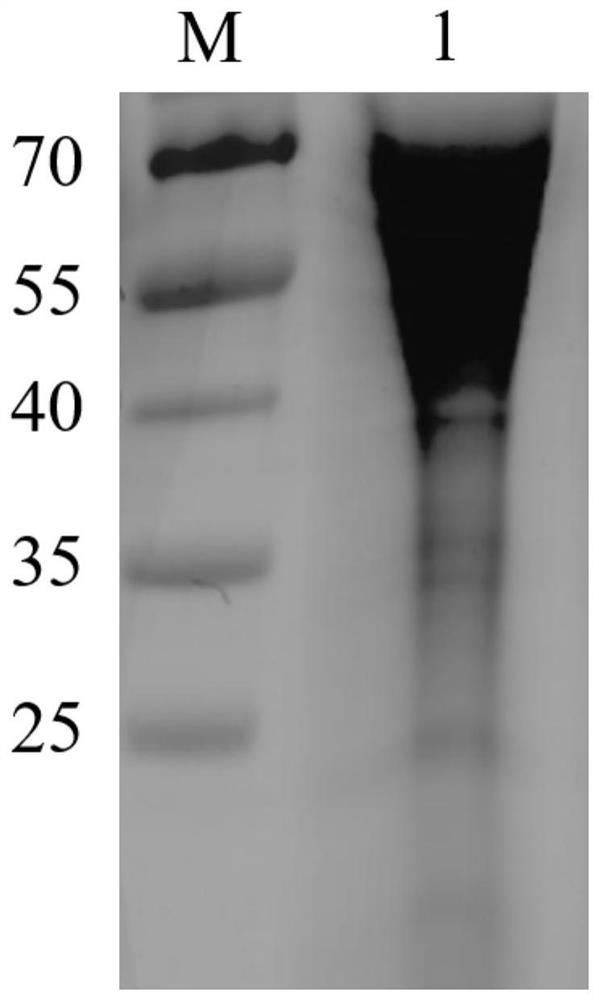 African swine fever virus cd2v truncated protein and its application in the preparation of wild virus and natural attenuated virus detection kits