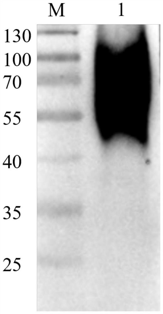 African swine fever virus cd2v truncated protein and its application in the preparation of wild virus and natural attenuated virus detection kits