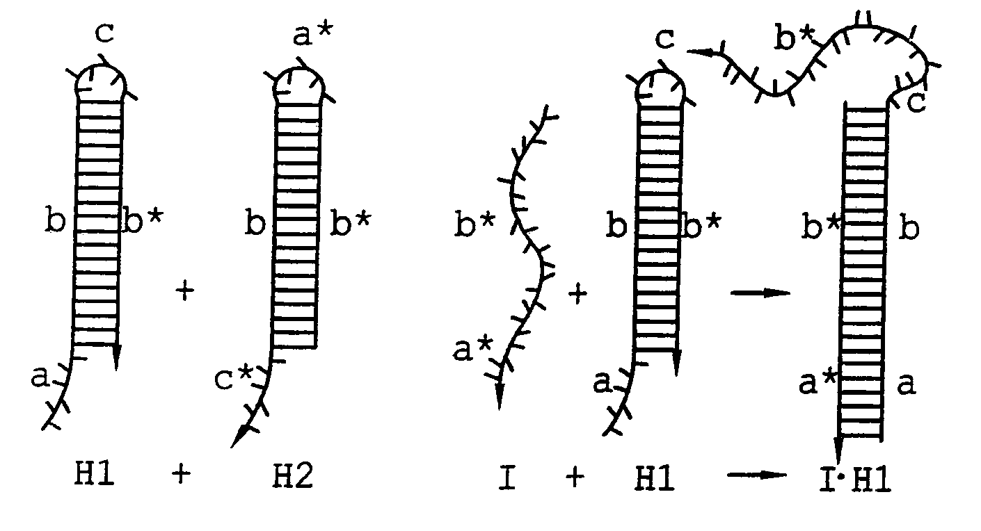 Hybridization chain reaction amplification for in situ imaging