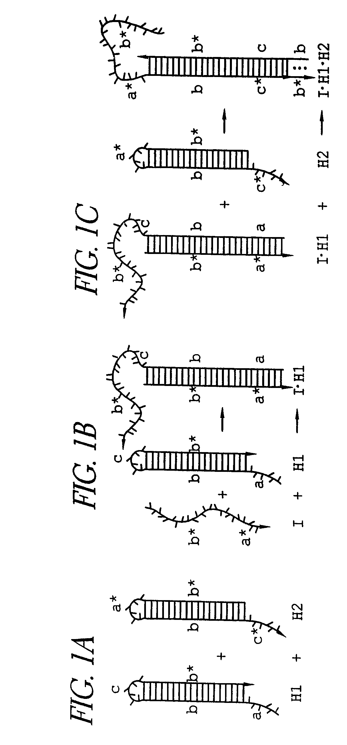 Hybridization chain reaction amplification for in situ imaging