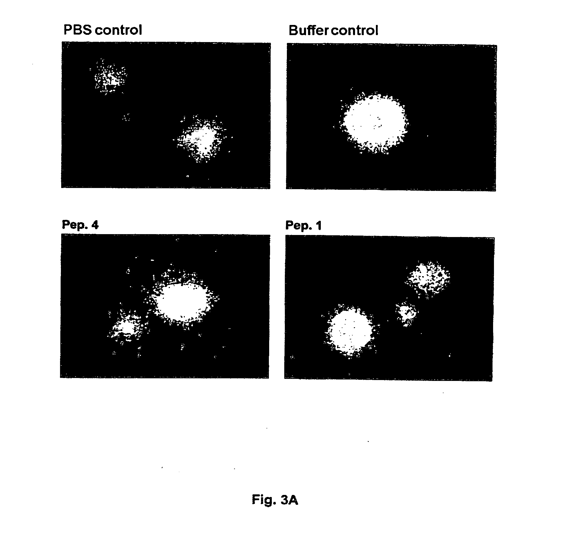 Binding Domains of Proteins of the Repulsive Guidance Molecule (RGM) Protein Family and Functional Fragments Thereof, and Their Use