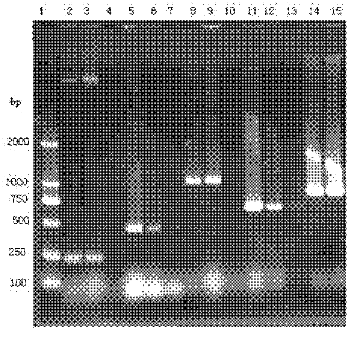 Polyvalent inactivity vaccine for preventing and treating atrophic rhinitis of swine