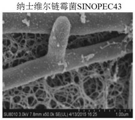 A kind of Streptomyces Nashville and its identification method and application