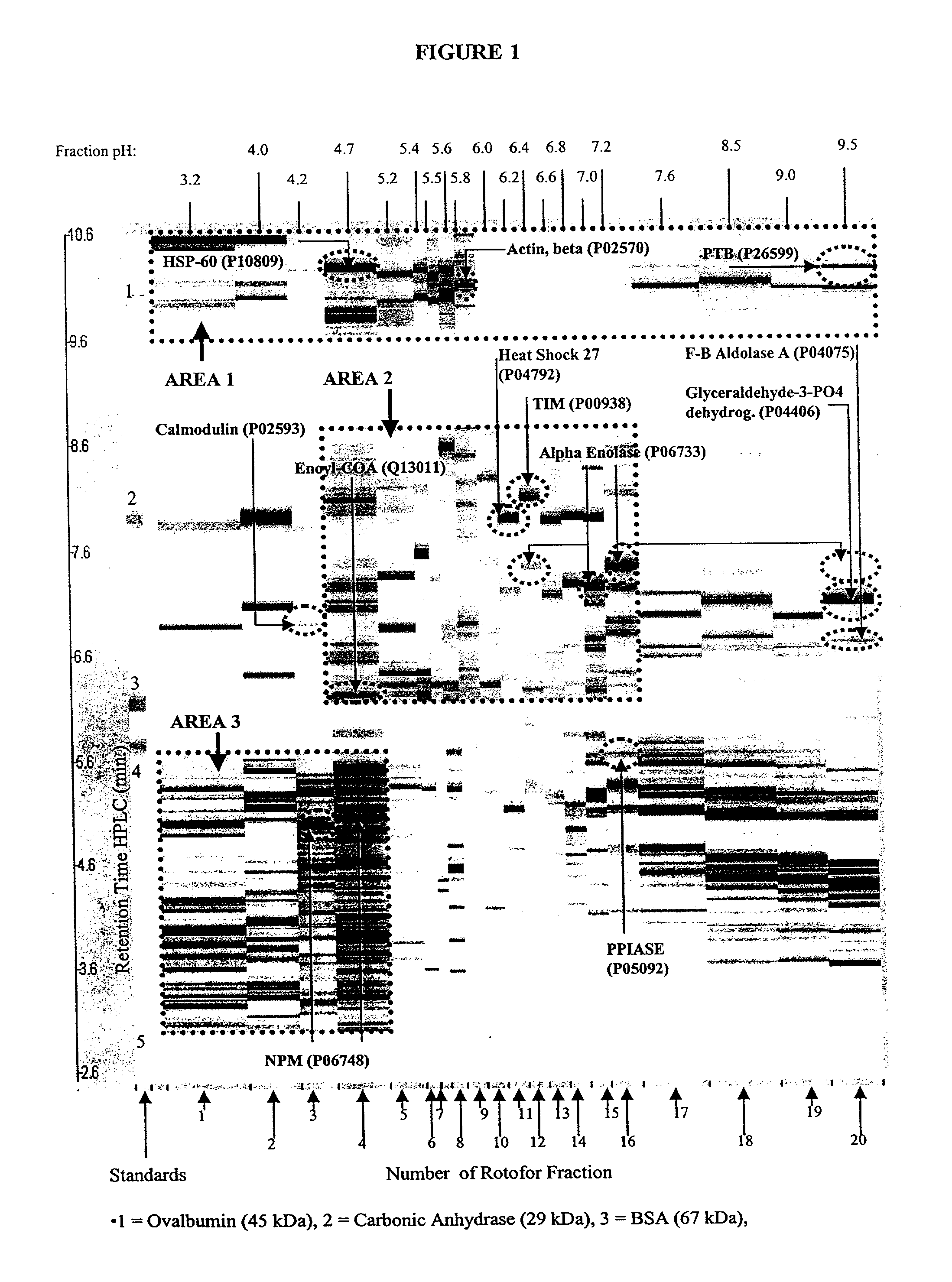 Proteomic differential display