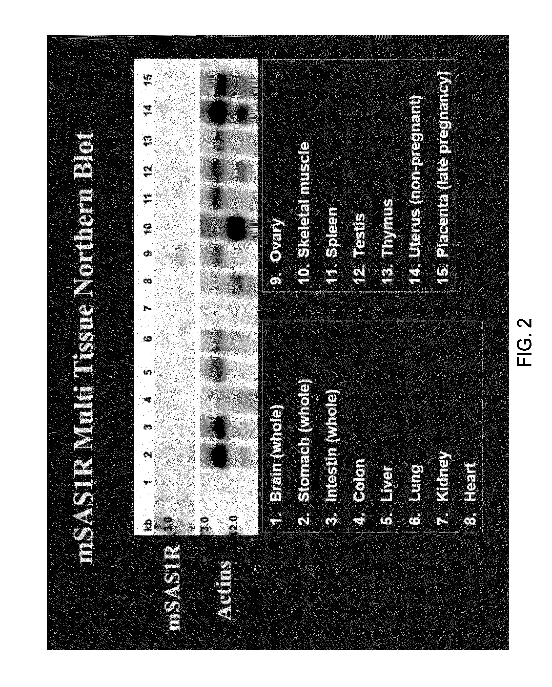 Compositions and methods for detecting, diagnosing, and treating cancer