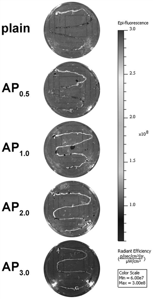 Intestine-targeted oral probiotic preparation and preparation method and application thereof