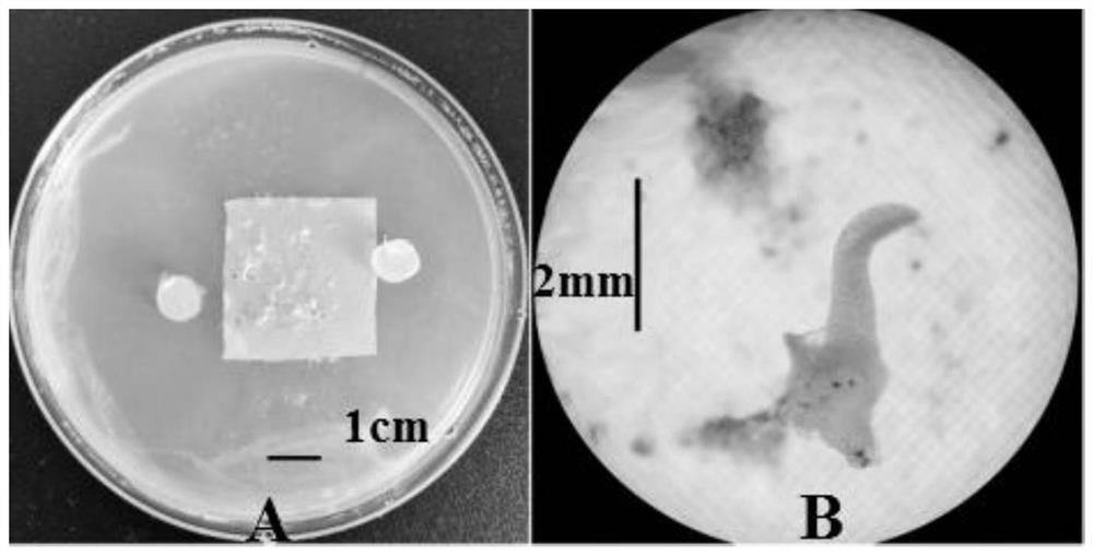 Method for direct seeding and seedling raising of pleione bulbocodioides by using symbiotic bacteria