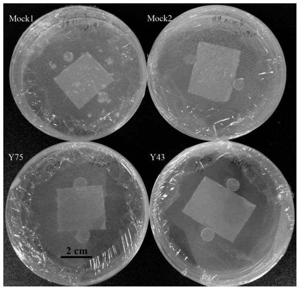 Method for direct seeding and seedling raising of pleione bulbocodioides by using symbiotic bacteria