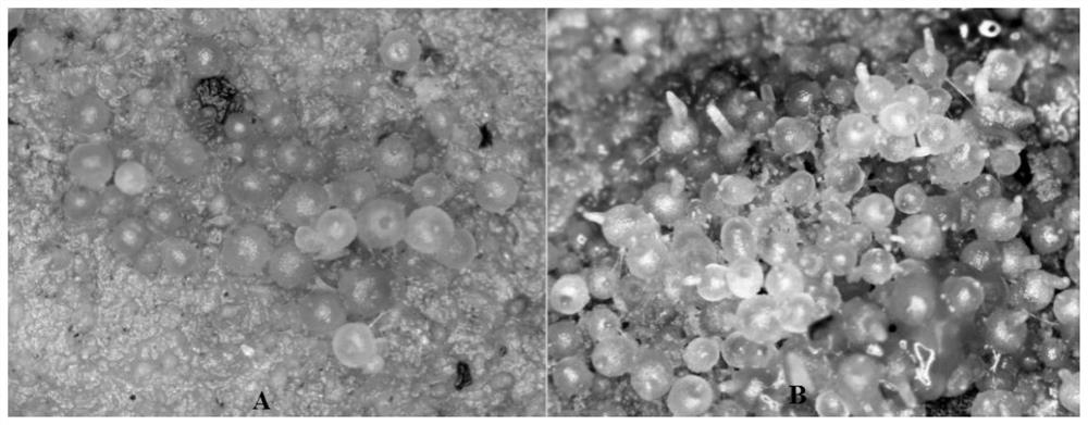 Method for direct seeding and seedling raising of pleione bulbocodioides by using symbiotic bacteria