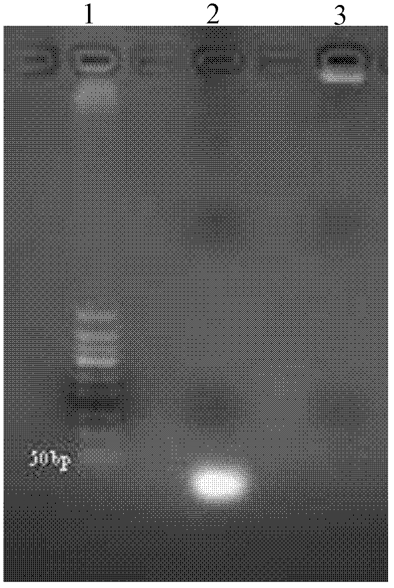 Targeted magnetic resonance imaging (MRI) contrast agent and preparation method thereof