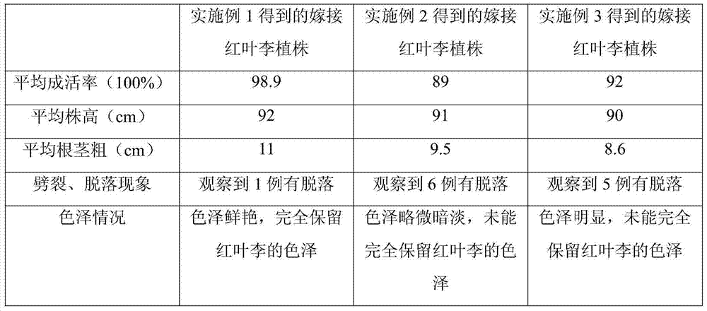 Method for grafting prunus cerasifera onto wild peach stock