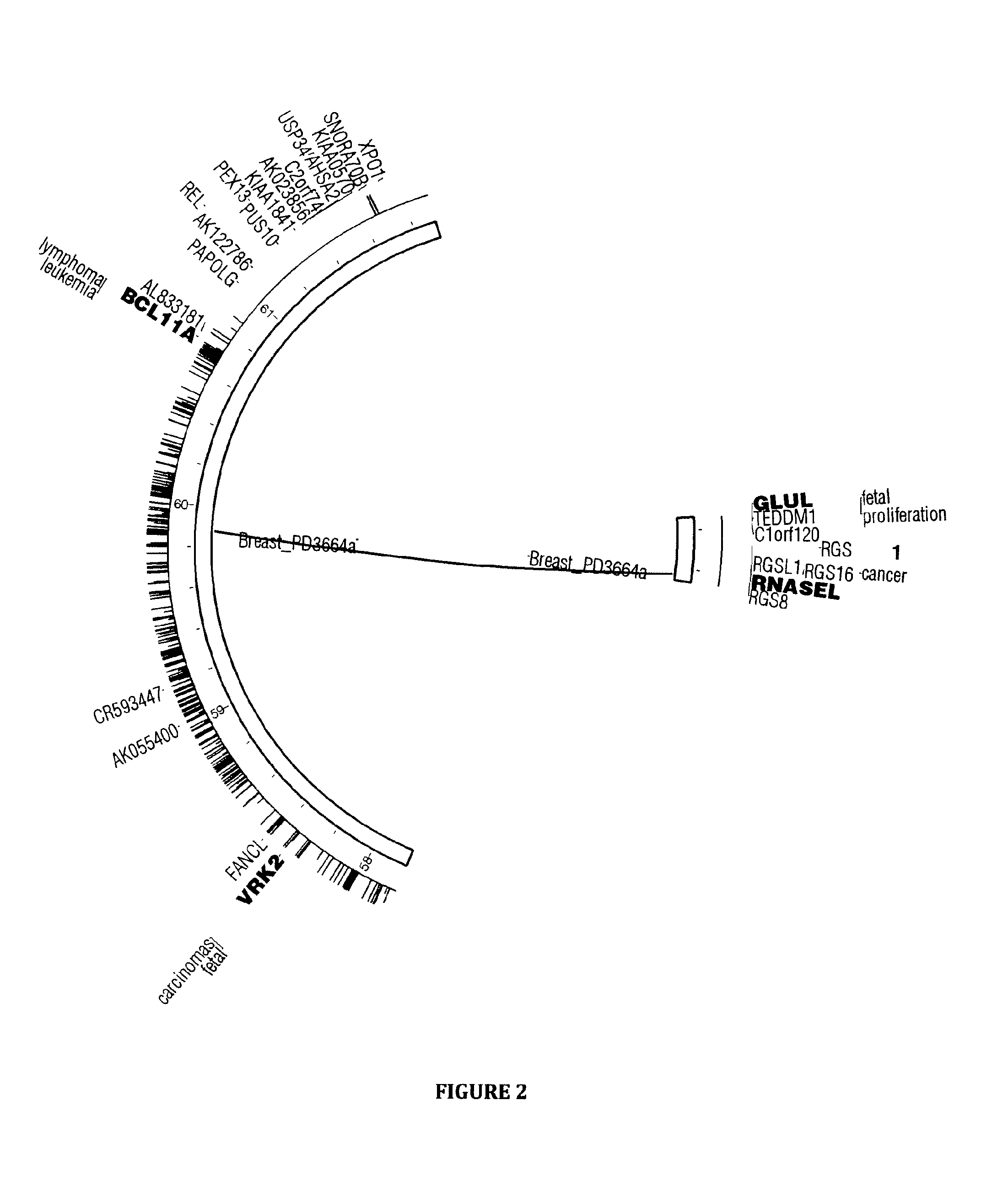 Methods, systems, databases, kits and arrays for screening for and predicting the risk of an identifying the presence of tumors and cancers