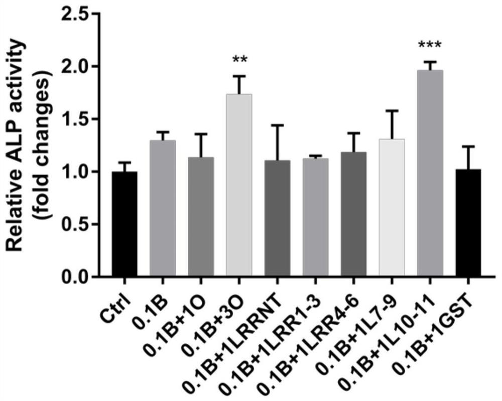 Preparation and application of polypeptide for promoting bone regeneration or bone formation