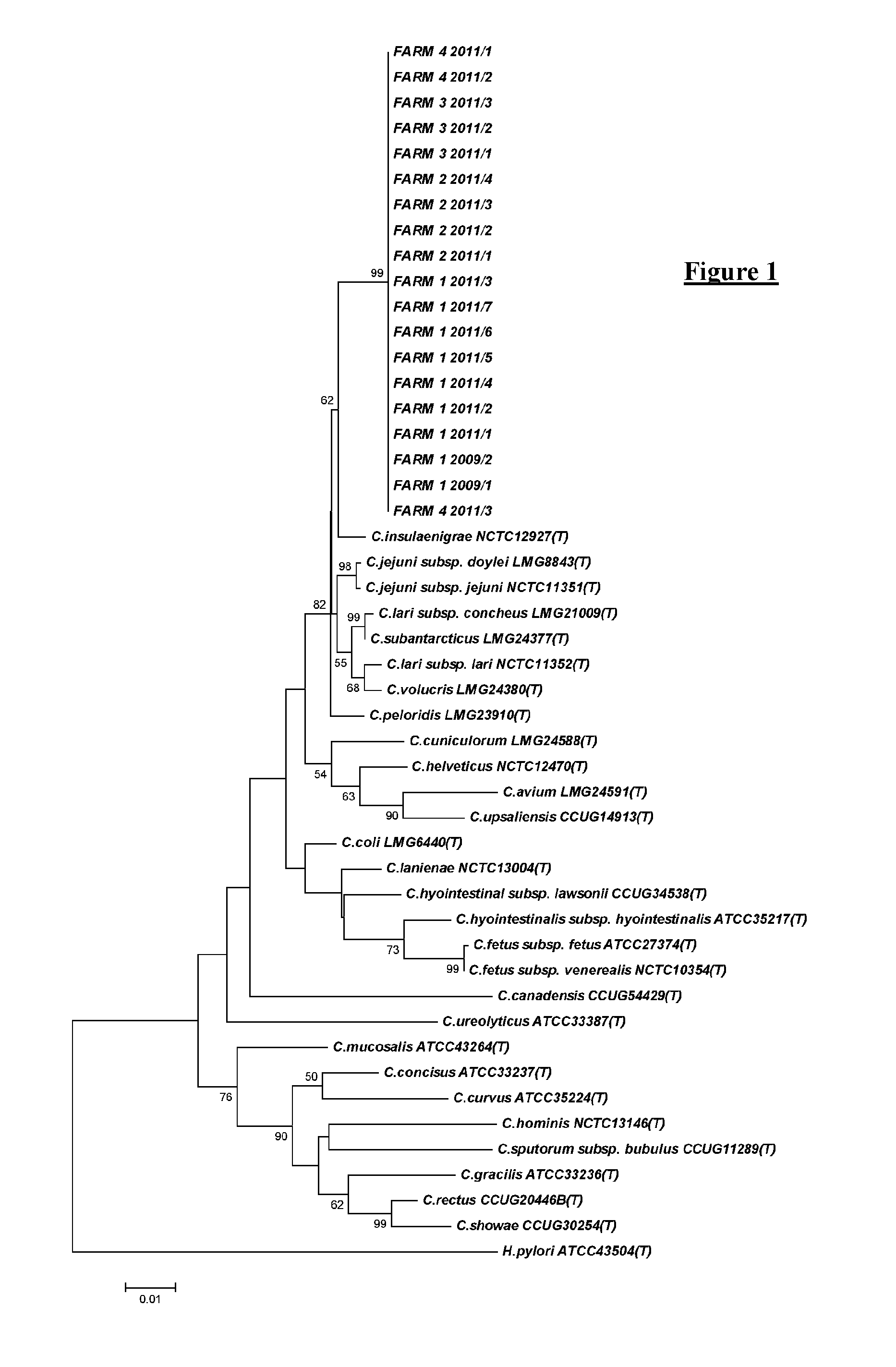 Campylobacter bacteria and detection