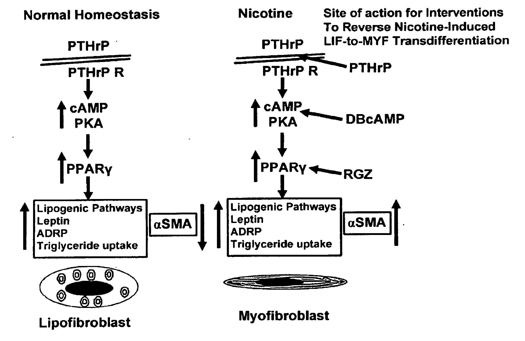 Treatment for nicotine-induced lung disease using peroxisome proliferator-activated receptor gamma agonists