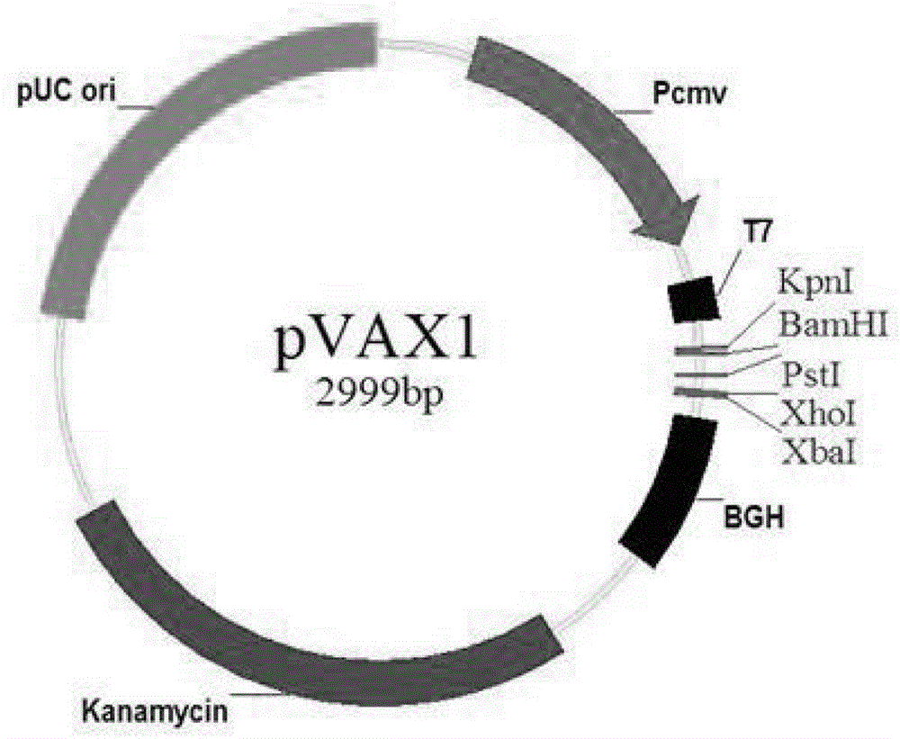 Vaccine for preventing toxoplasma infection as well as preparation method and application thereof