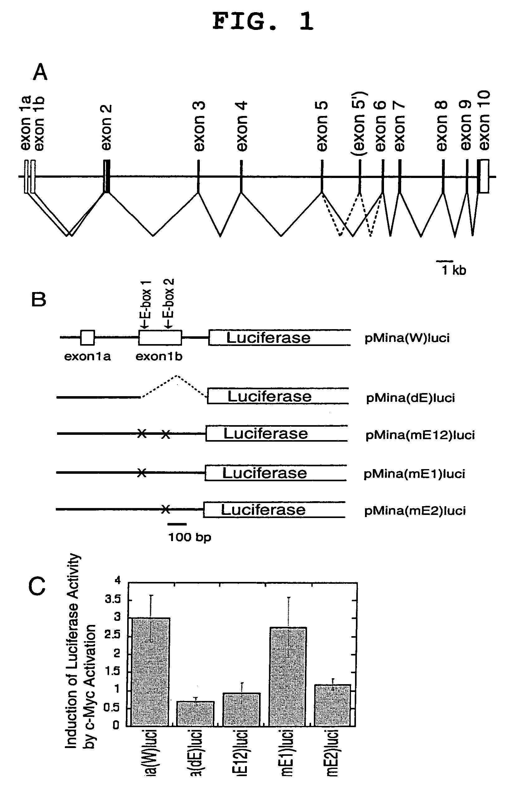 Cancer associated gene mina 53, protein Mina 53 and monoclonal antibody thereof