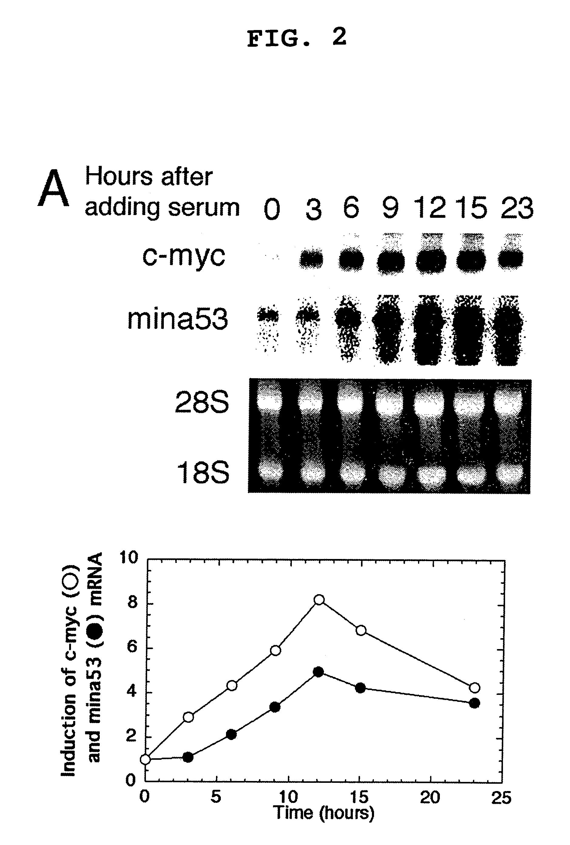 Cancer associated gene mina 53, protein Mina 53 and monoclonal antibody thereof