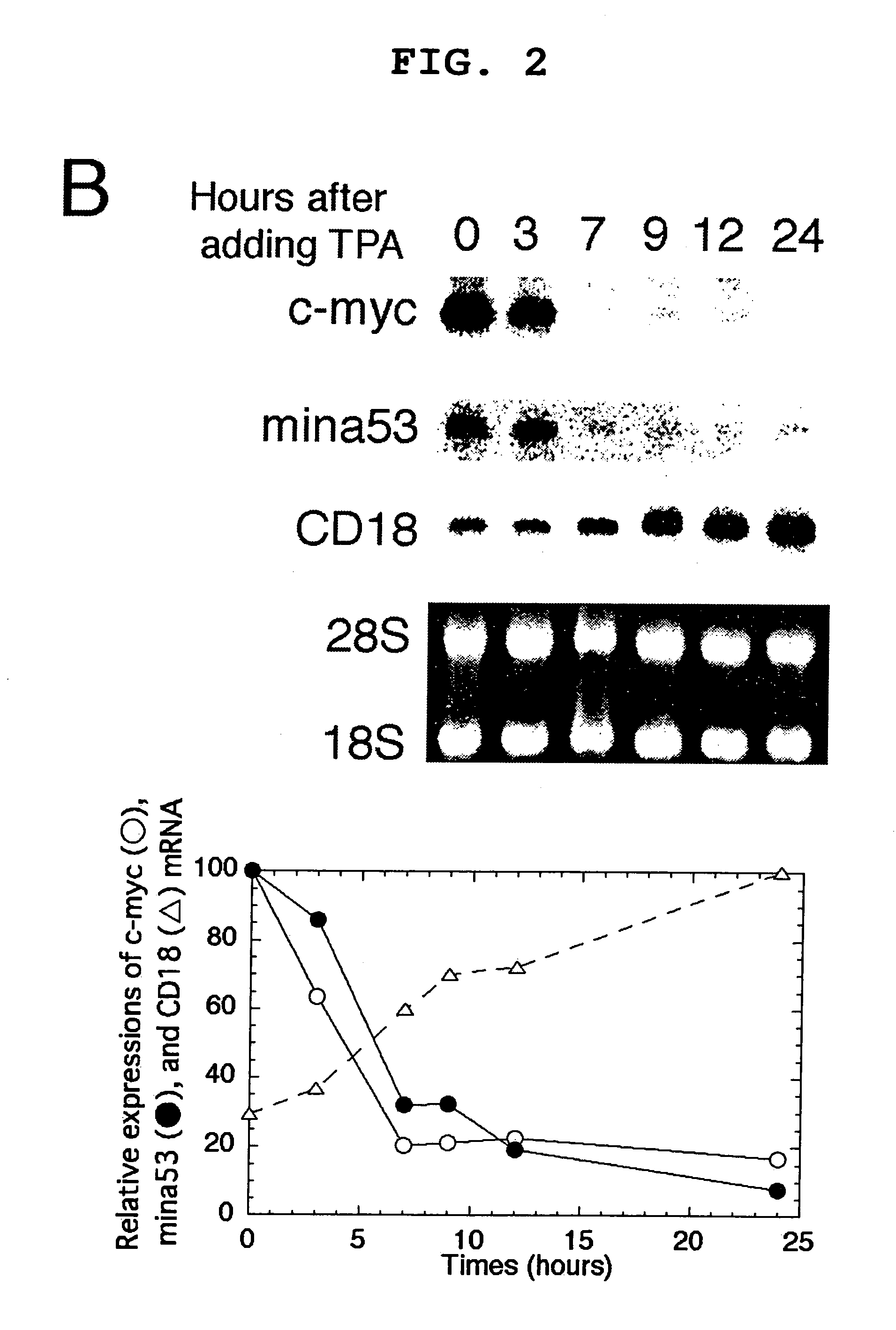 Cancer associated gene mina 53, protein Mina 53 and monoclonal antibody thereof