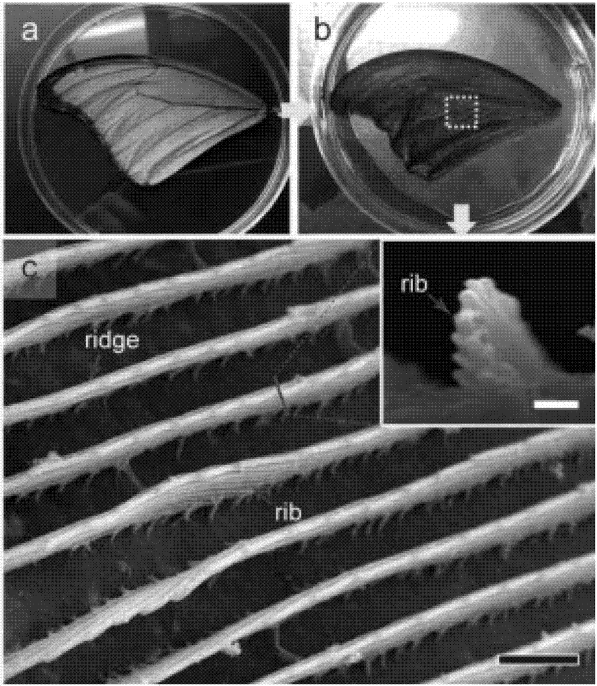 Solar-thermal conversion system based on biological fine structure and surface plasma resonance effect