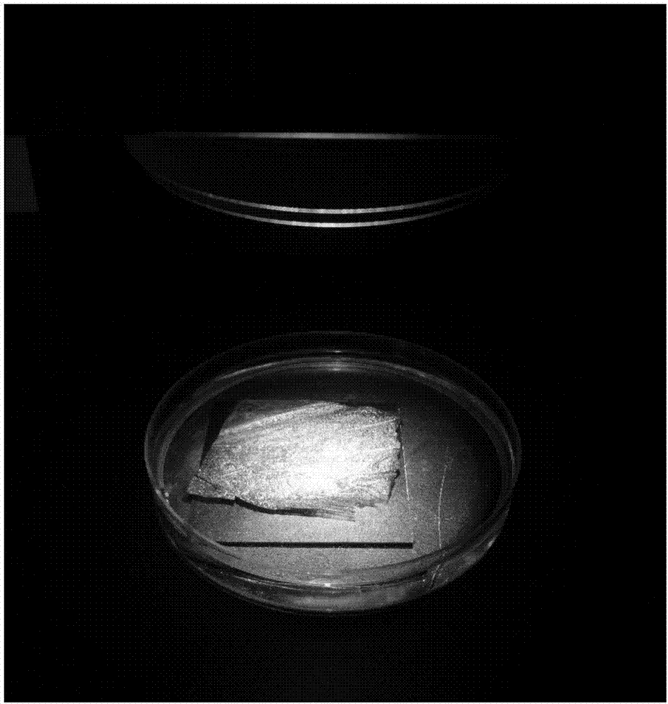 Solar-thermal conversion system based on biological fine structure and surface plasma resonance effect