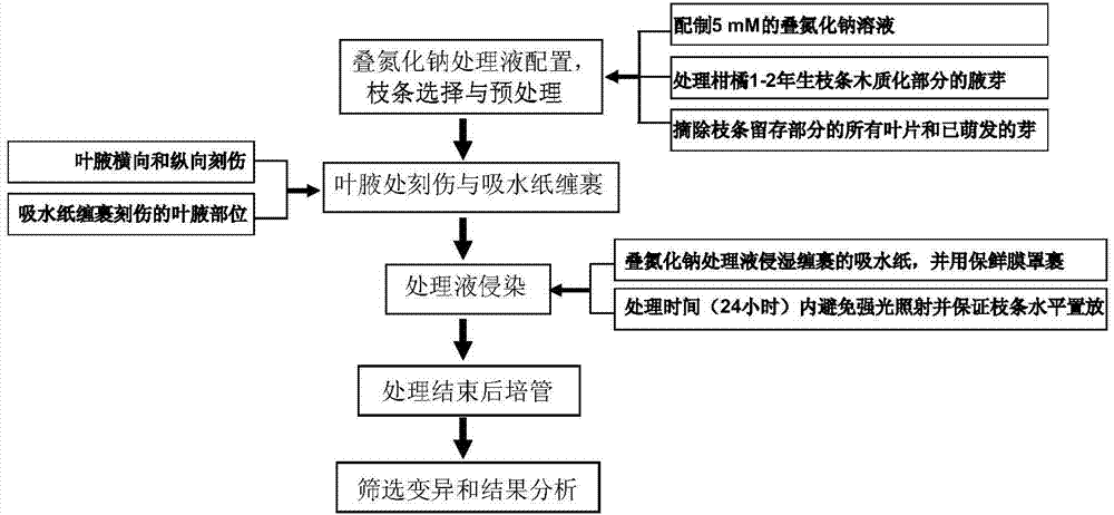 Handling method for inducing citrus bud mutation through NaN3