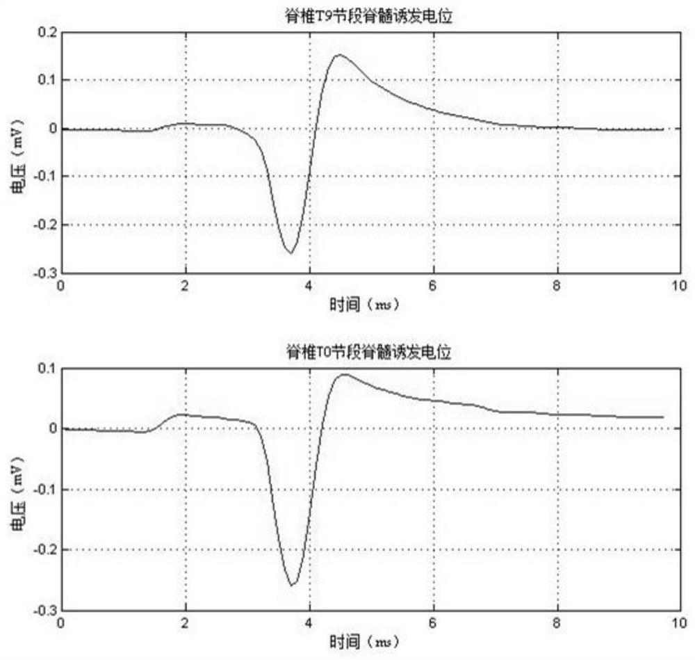 A rat spinal cord signal detection and evaluation system and method