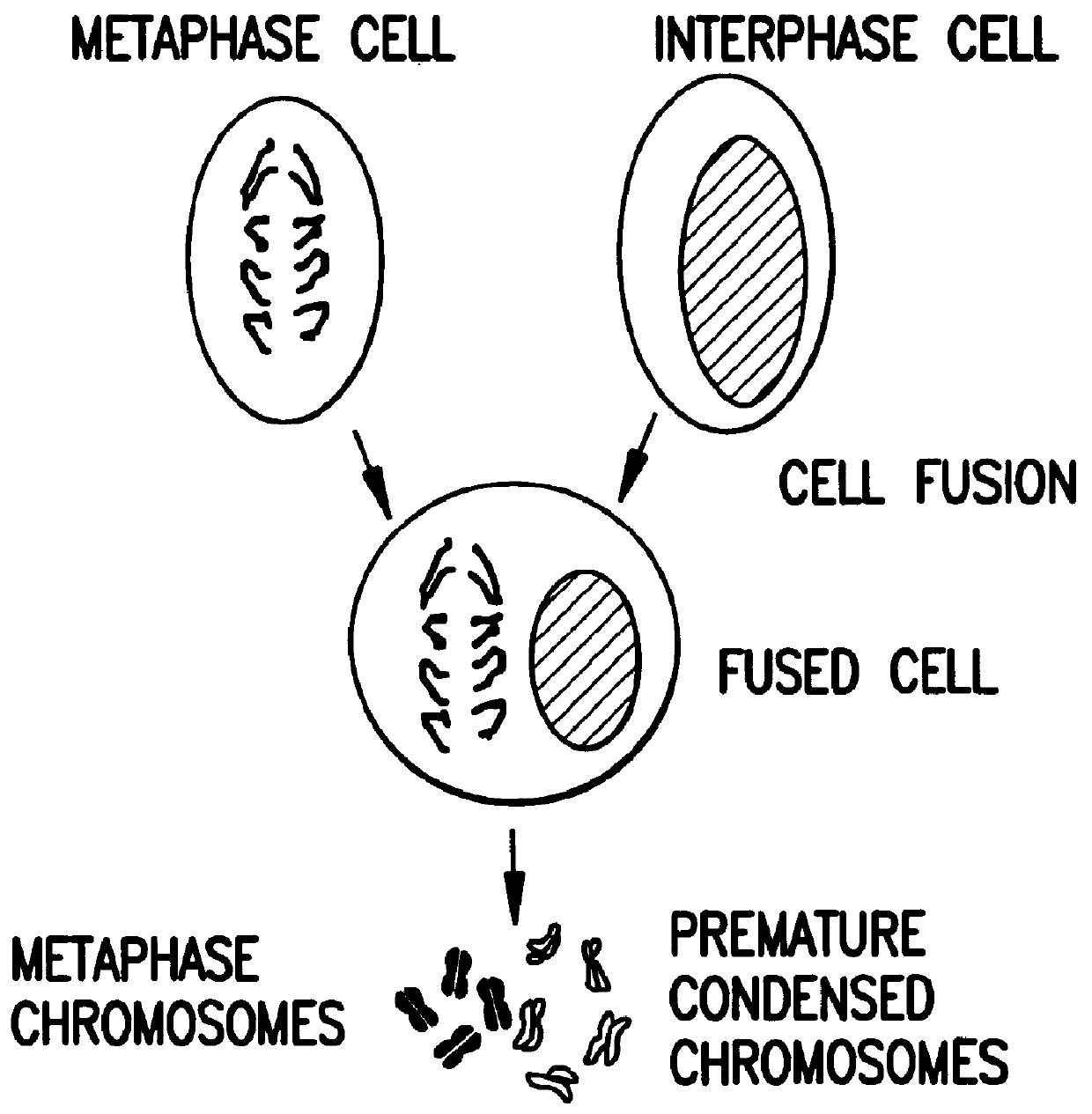 Agents and a method of chromosome preparation using protein phosphatase inhibitors induced premature chromosome condensation (PCC) technique