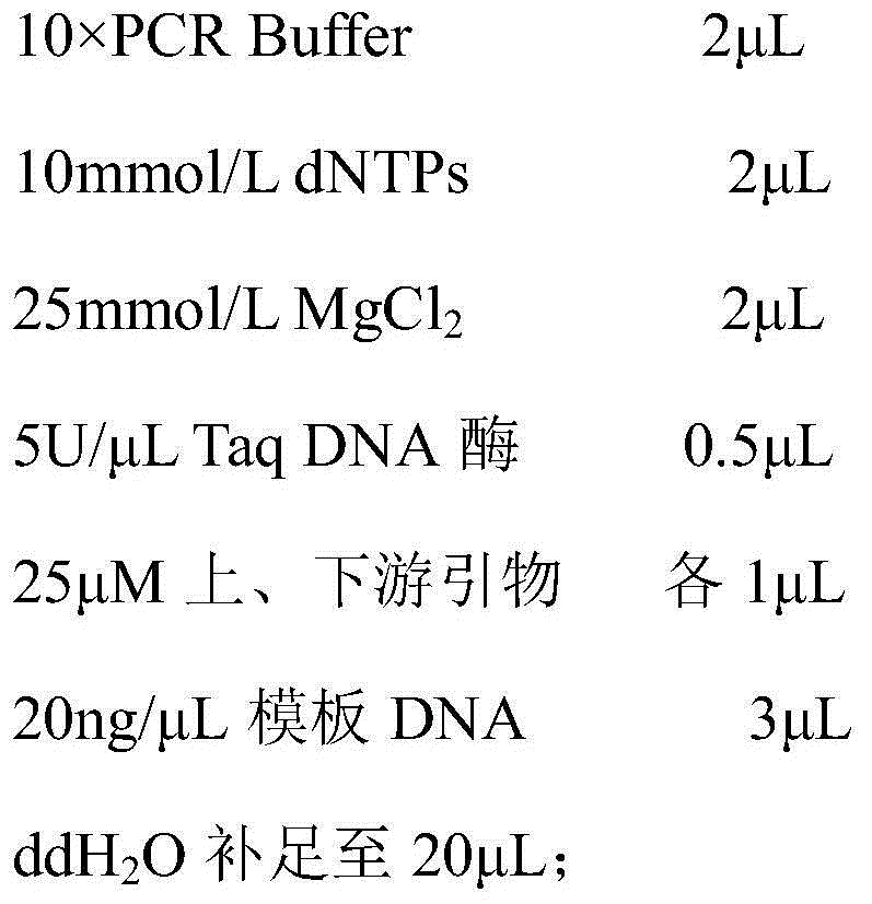 Molecularly specific labeling primers and detection method for mountain rice Bailinggu No.2 and No.19