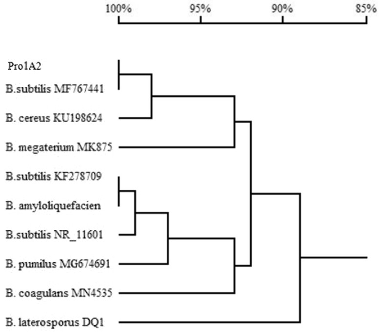 Bacillus subtilis pro1a2, its bacterial agent and preparation method and its application in melon cultivation