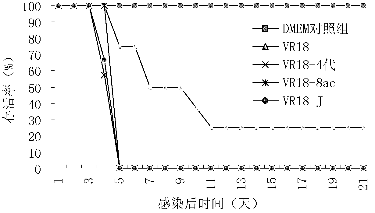 Method and kit for establishing ca16 virus infection animal model