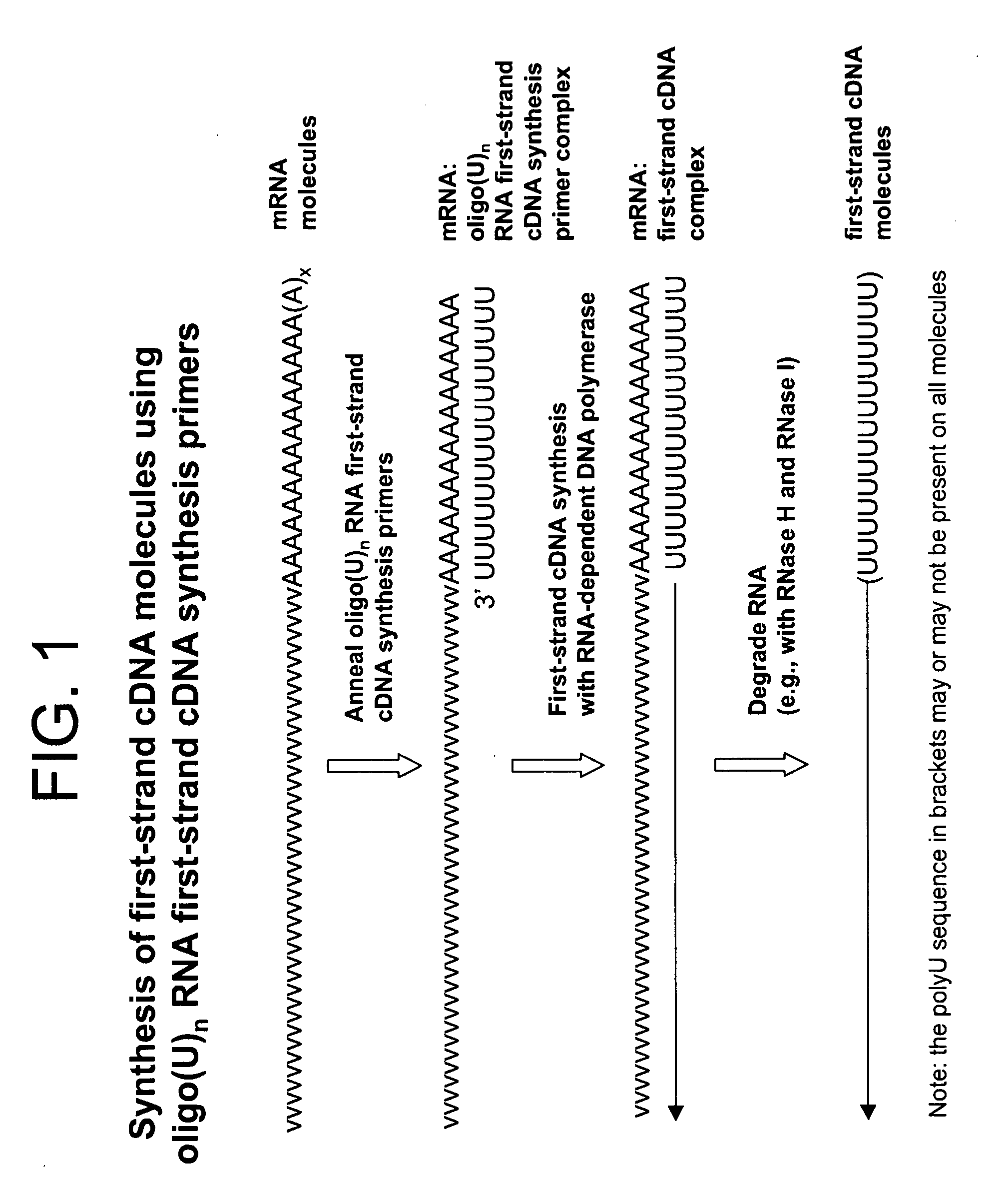 Copy DNA and sense RNA