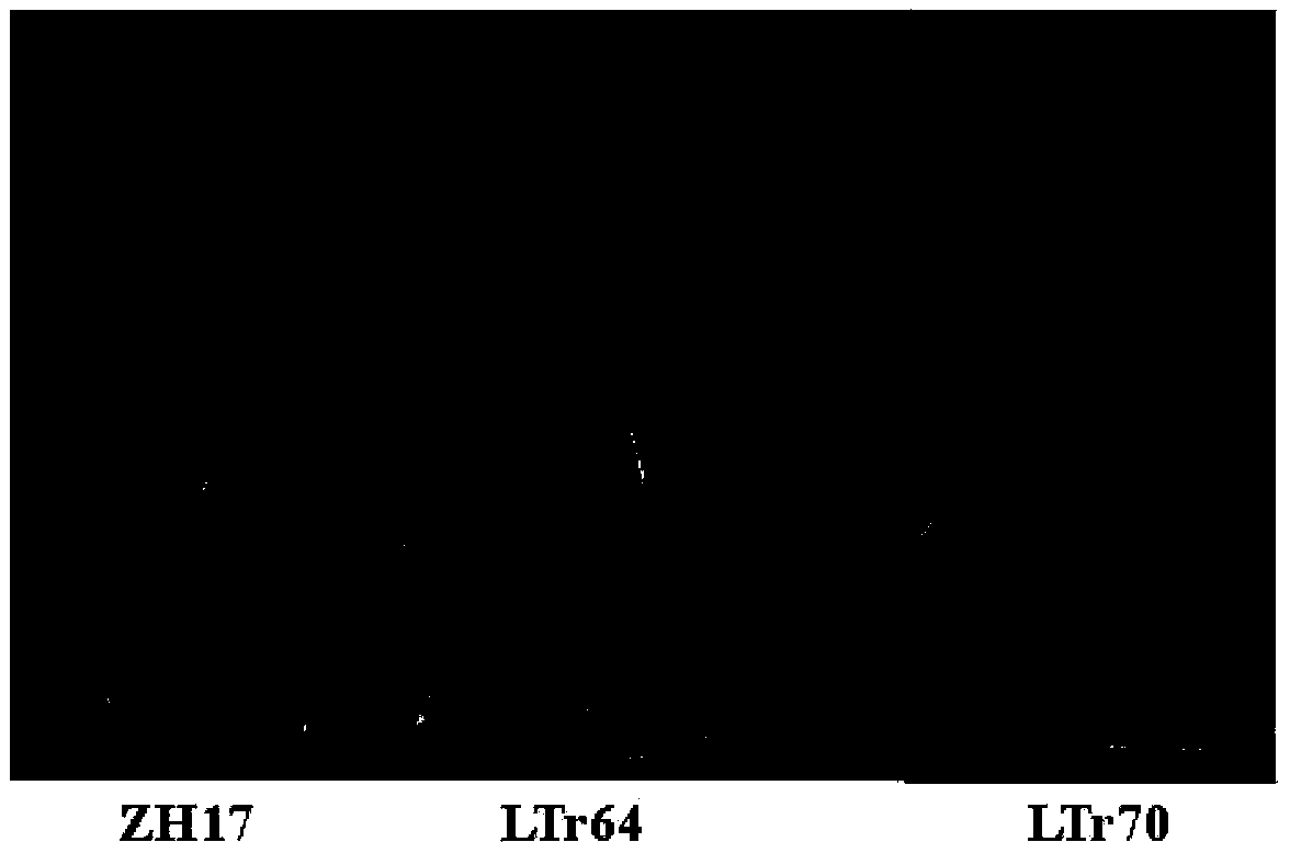 LTP protein related to plant cold resistance, and coding gene and applications thereof