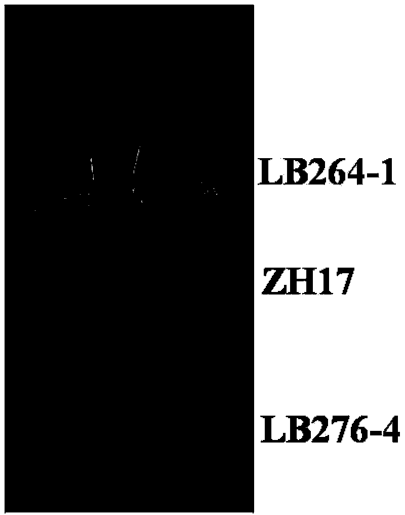 LTP protein related to plant cold resistance, and coding gene and applications thereof