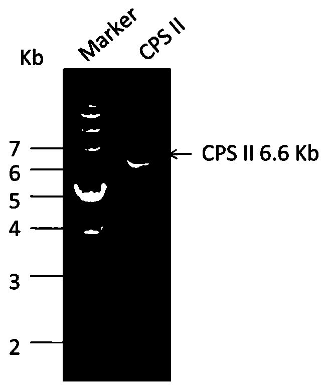 Application, vaccine and preparation method of an avirulent strain toxoplasma and traditional Chinese medicine polysaccharide adjuvant composition