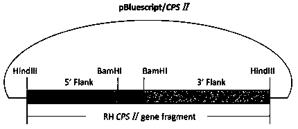 Application, vaccine and preparation method of an avirulent strain toxoplasma and traditional Chinese medicine polysaccharide adjuvant composition