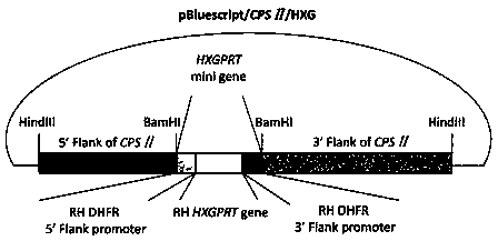 Application, vaccine and preparation method of an avirulent strain toxoplasma and traditional Chinese medicine polysaccharide adjuvant composition