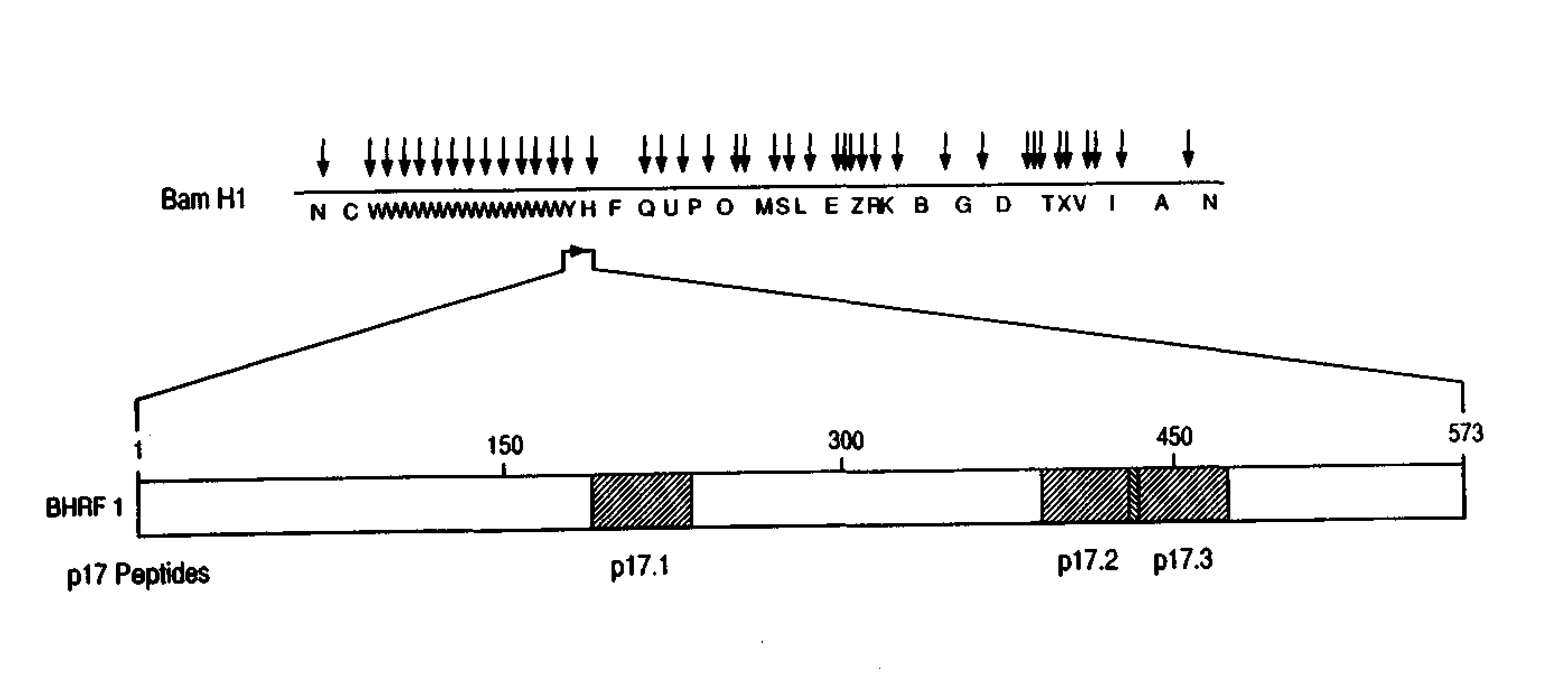 Immunoreactive peptides from epstein-barr virus