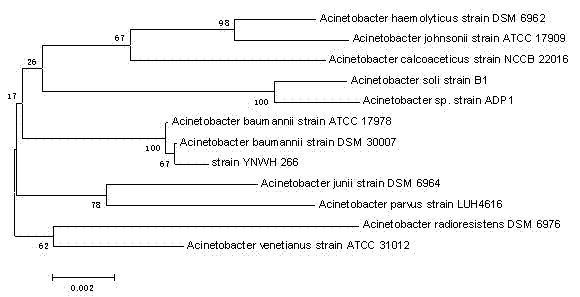 Acinetobacter baumannii, and screening method and application thereof in degradation of azo dye Congo red