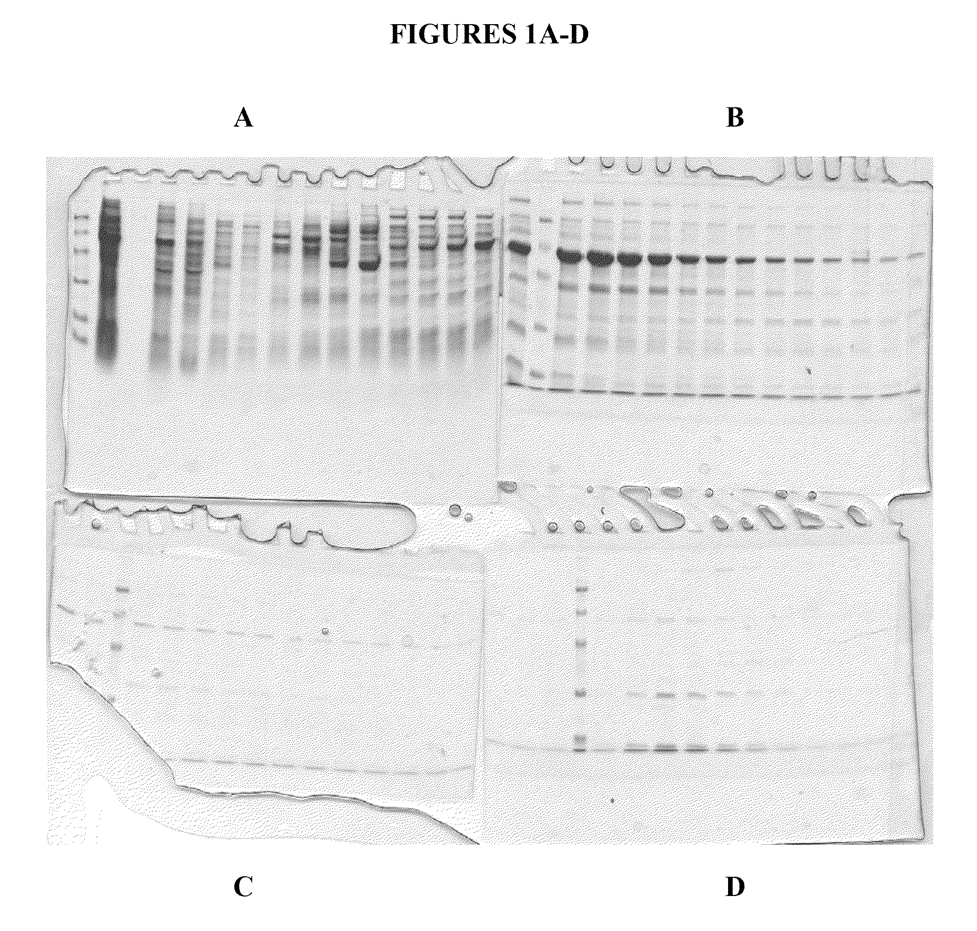 Compositions and methods for purifying calreticulin