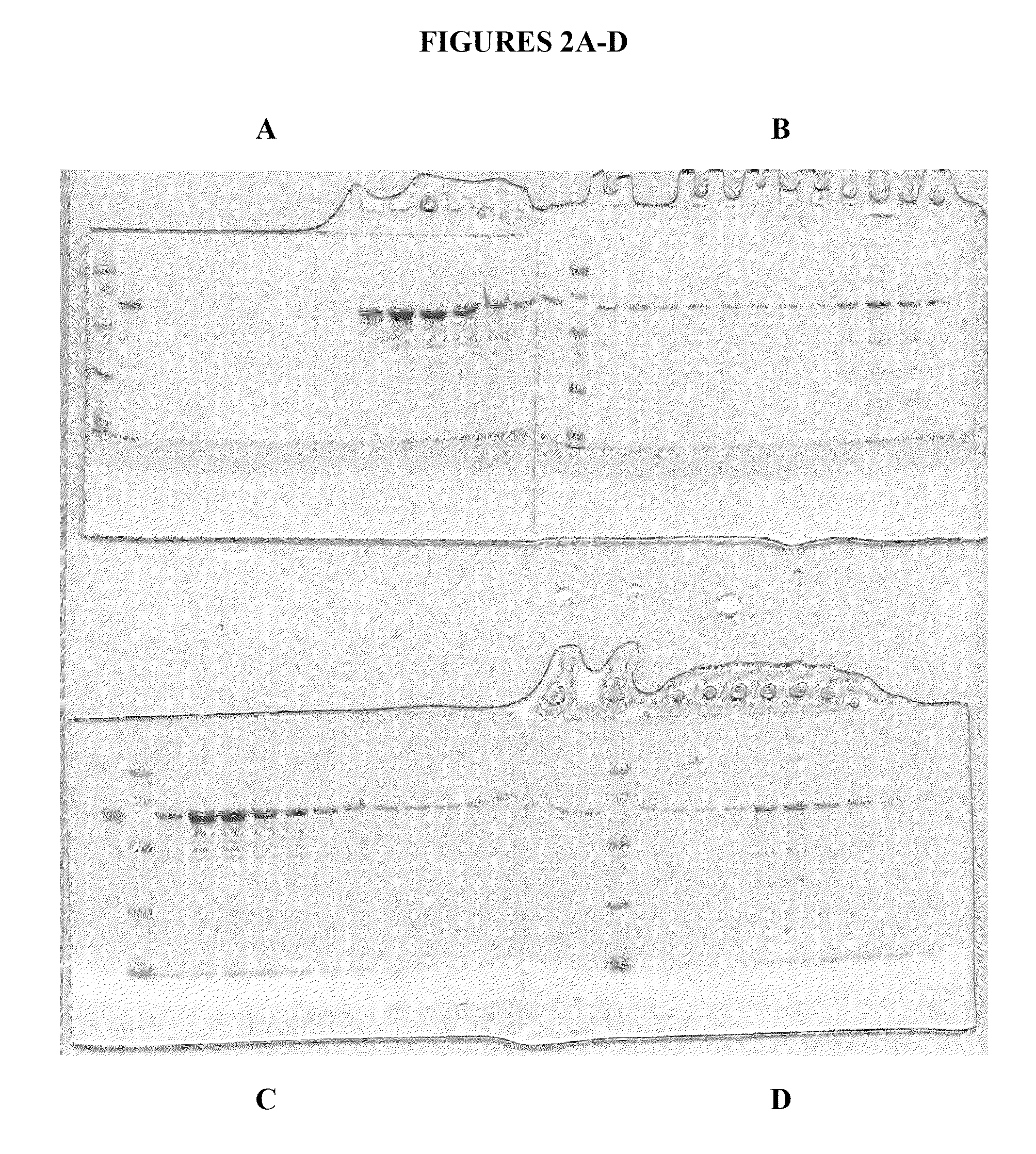 Compositions and methods for purifying calreticulin