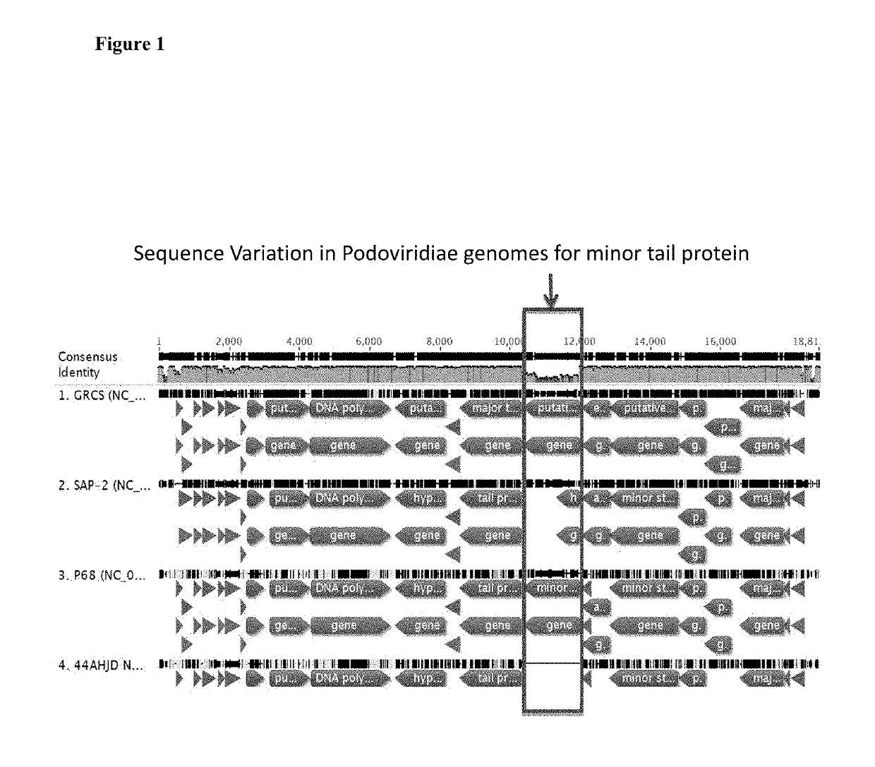 Bacteriophage for treating staphylococcus infections