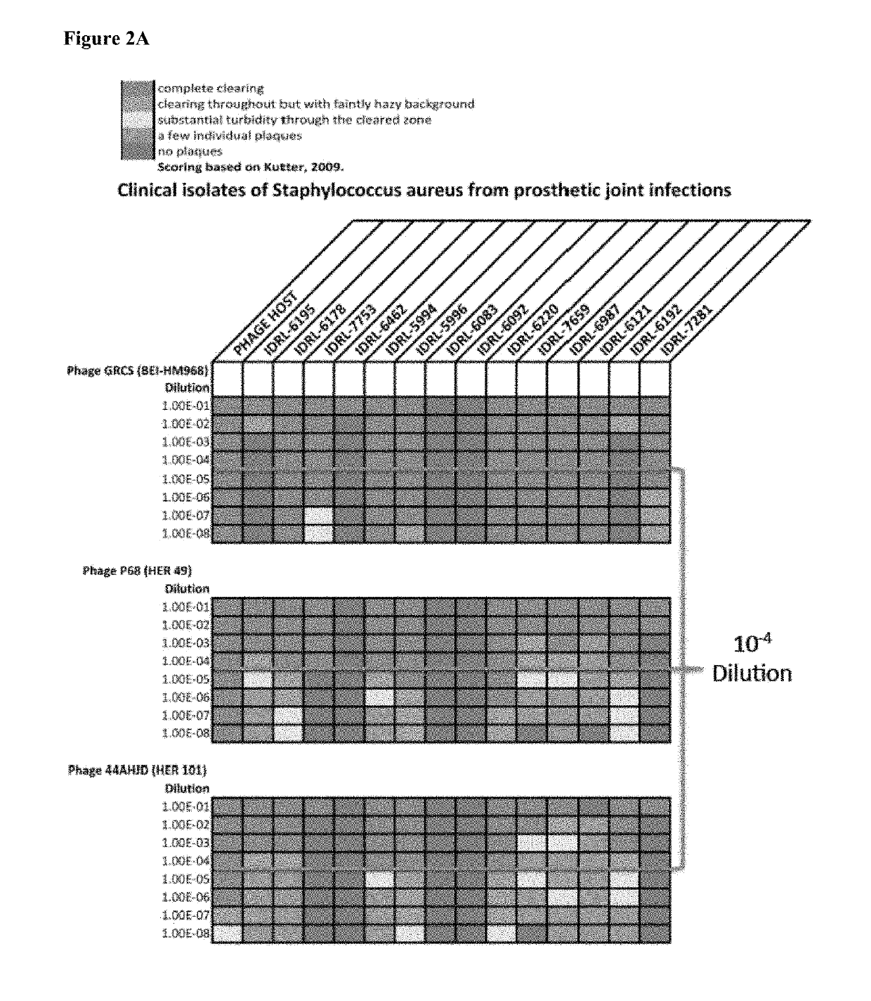 Bacteriophage for treating staphylococcus infections