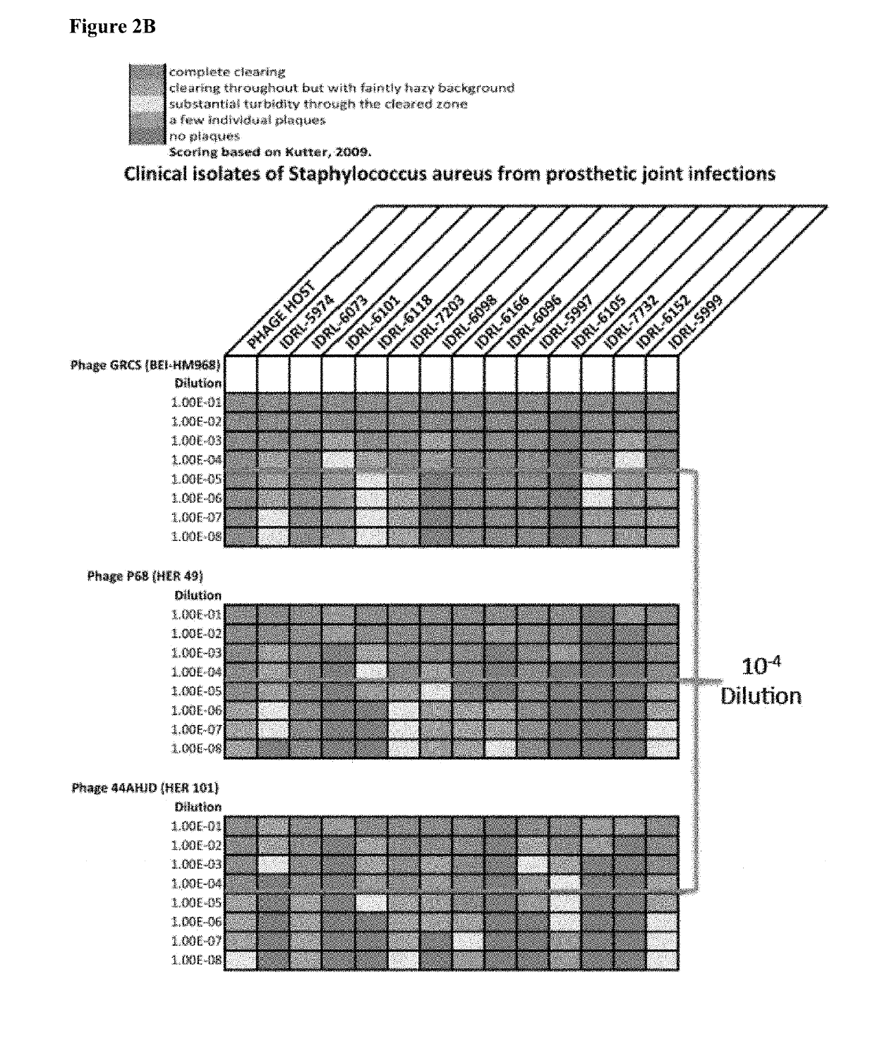 Bacteriophage for treating staphylococcus infections