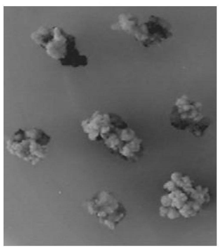 Method for Agrobacterium-mediated genetic transformation of sugarcane growth points