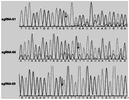 Single guide ribonucleic acid (sgRNA) capable of effectively editing pig ROSA26 gene, and application of sgRNA